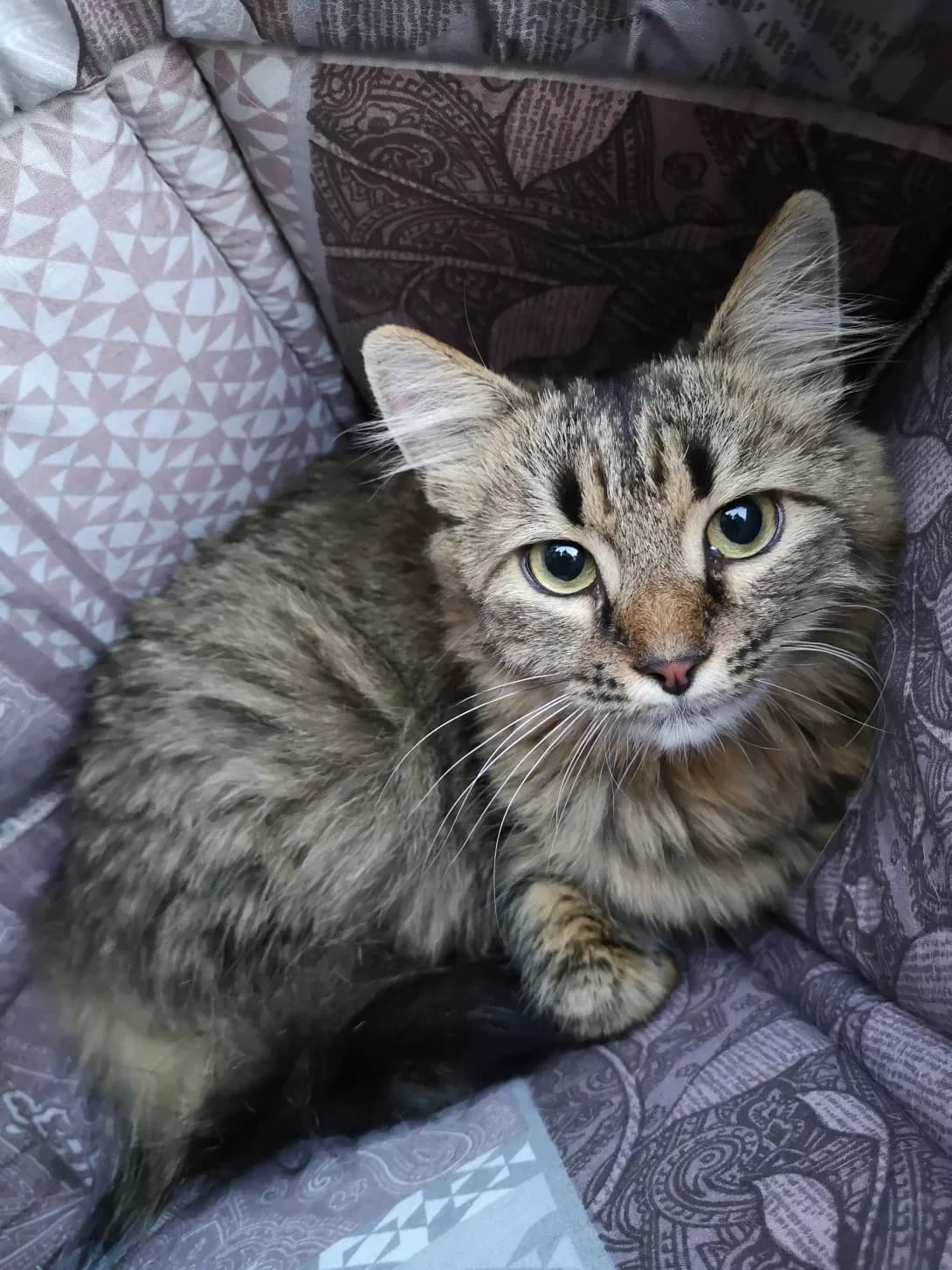 Liza (Лиза), female 7yo Mixed Breed for adoption at Happy Paw Vinnytsia Oblast