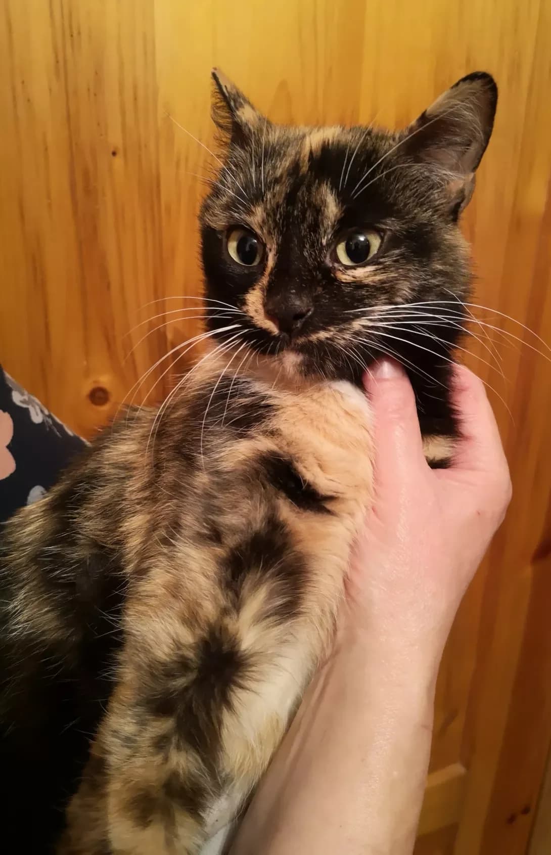 Poka net (Пока нет), female senior Mixed Breed for adoption at Happy Paw Vinnytsia Oblast