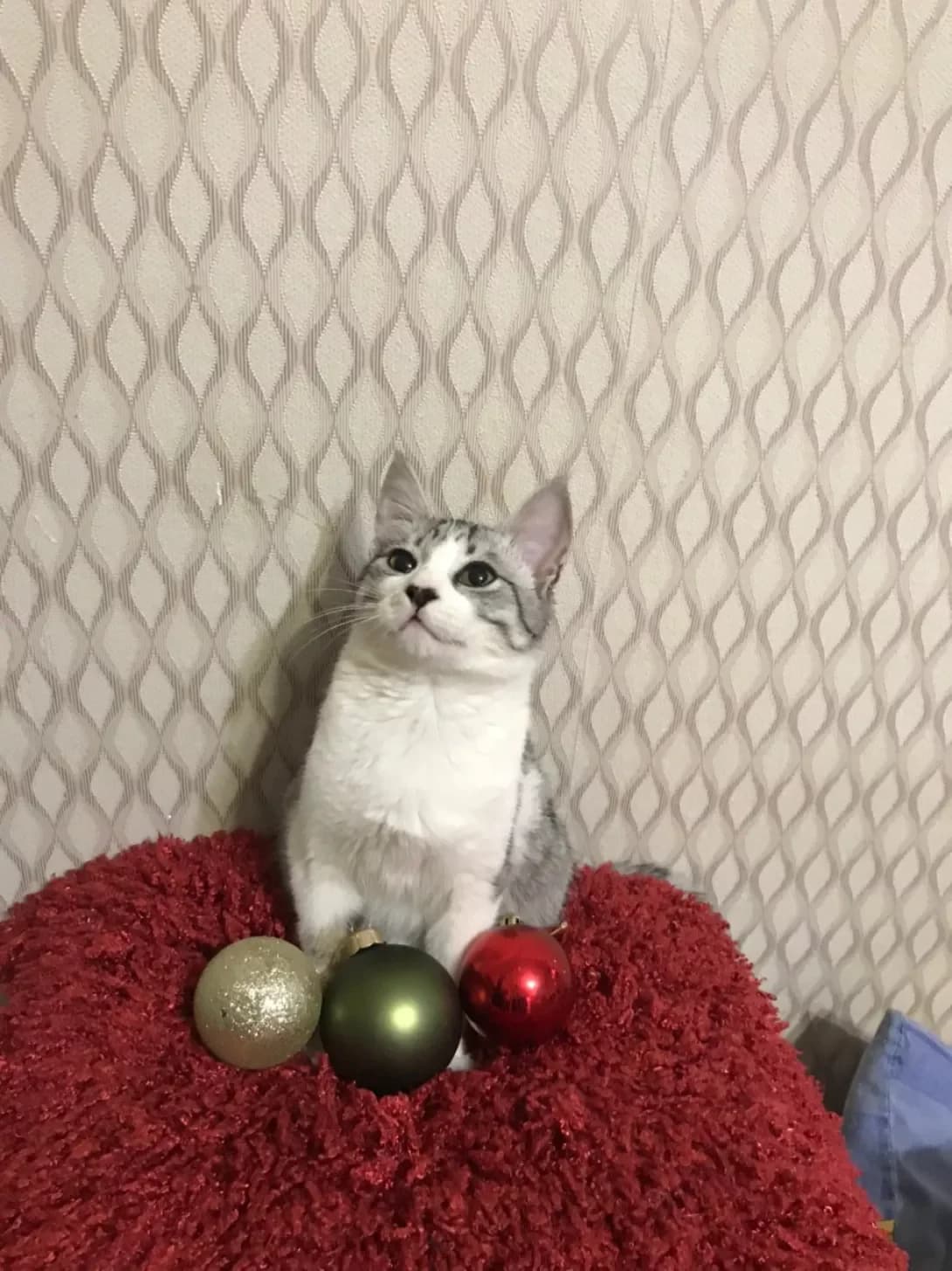 Afonya (Афоня), female 6yo Mixed Breed for adoption at Happy Paw Kharkiv