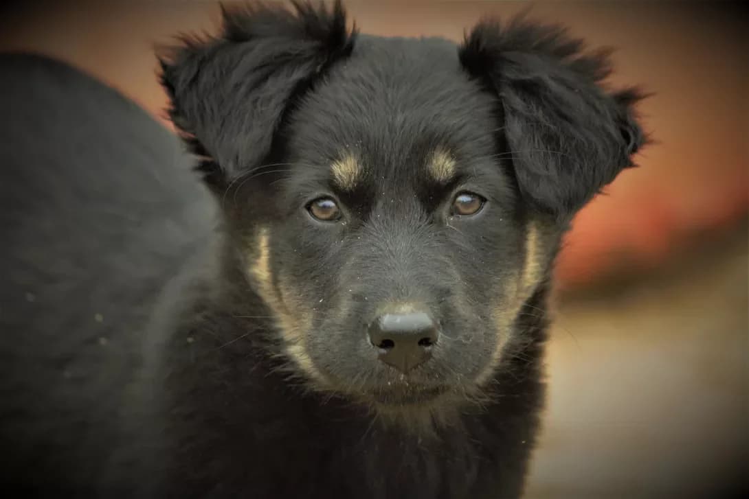 Grushka (Грушка), Mixed Breed (Happy Paw Kyiv Oblast)