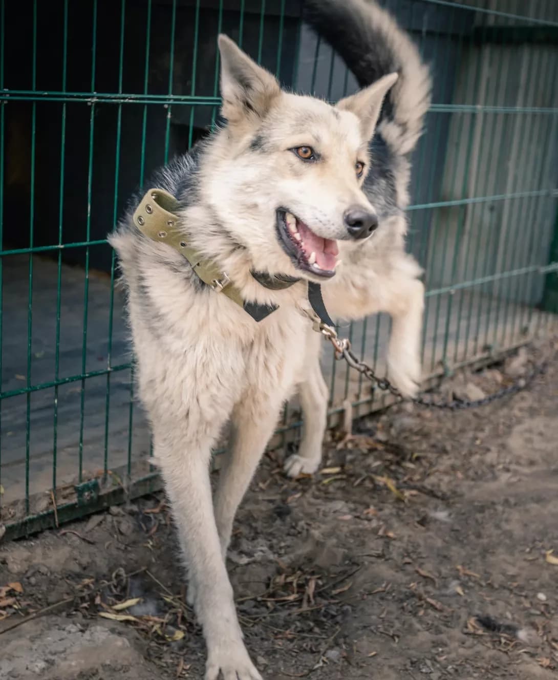 Leyla (Лейла), female senior German Shepherd for adoption at Happy Paw Kyiv Oblast