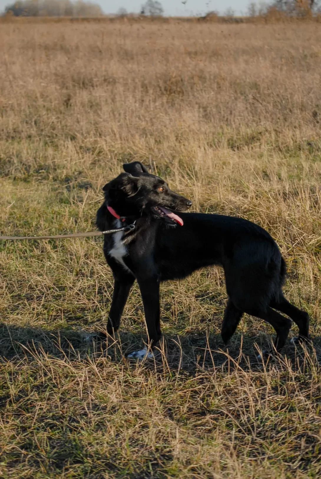 Lyusi (Люсі), female 7yo Mixed Breed for adoption at Happy Paw Kyiv