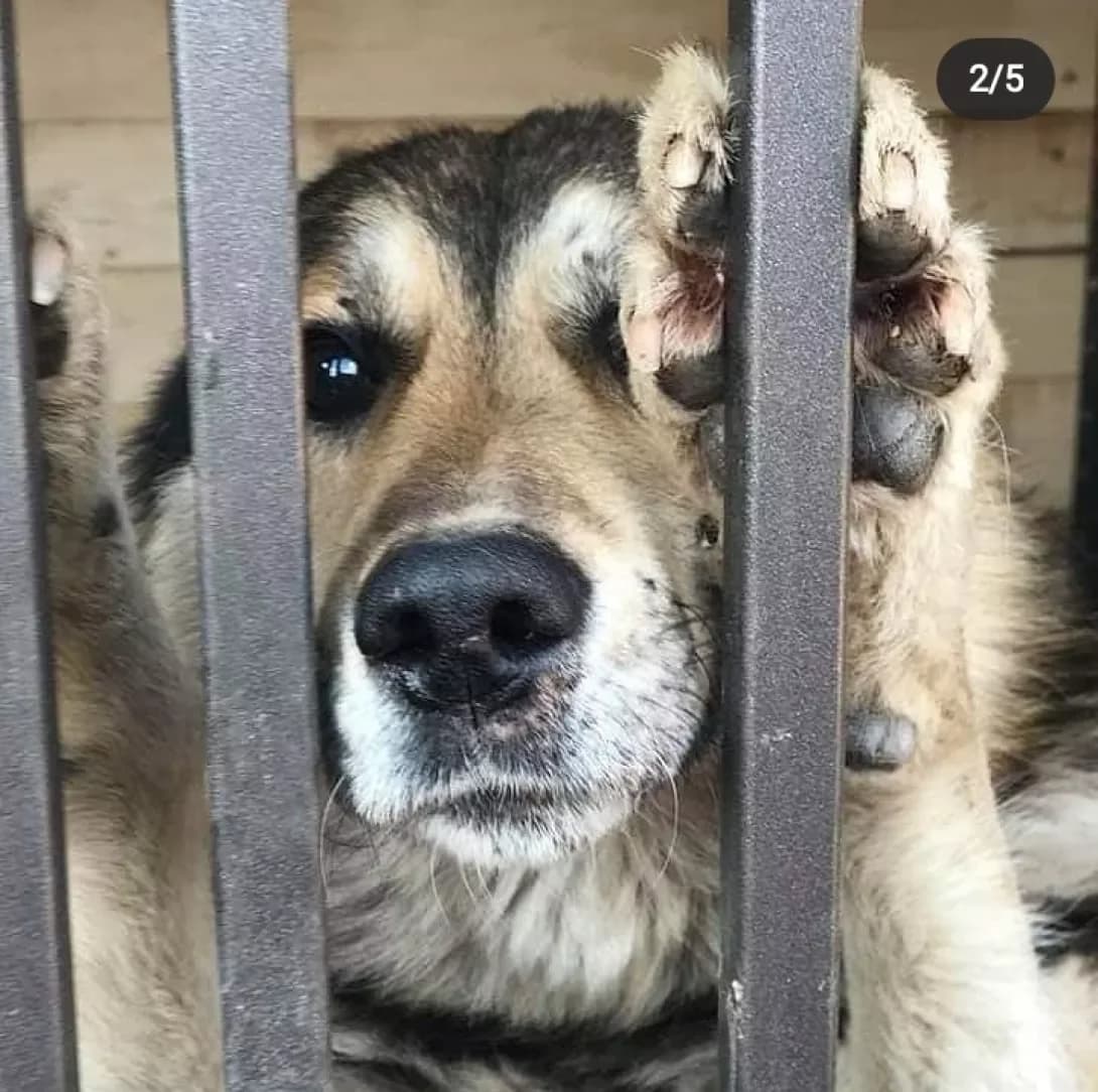 Khan (Хан), male senior Mixed Breed for adoption at Happy Paw Lviv
