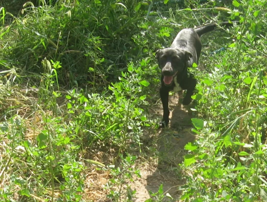 Arishka (Аришка), female senior Mixed Breed for adoption at Happy Paw Kherson Oblast