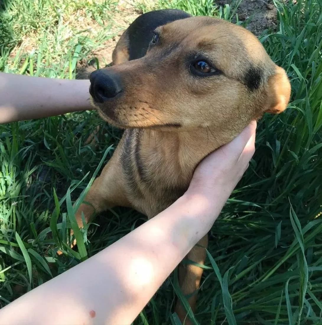 Alya (Аля), female 6yo Mixed Breed for adoption at Happy Paw Kherson Oblast