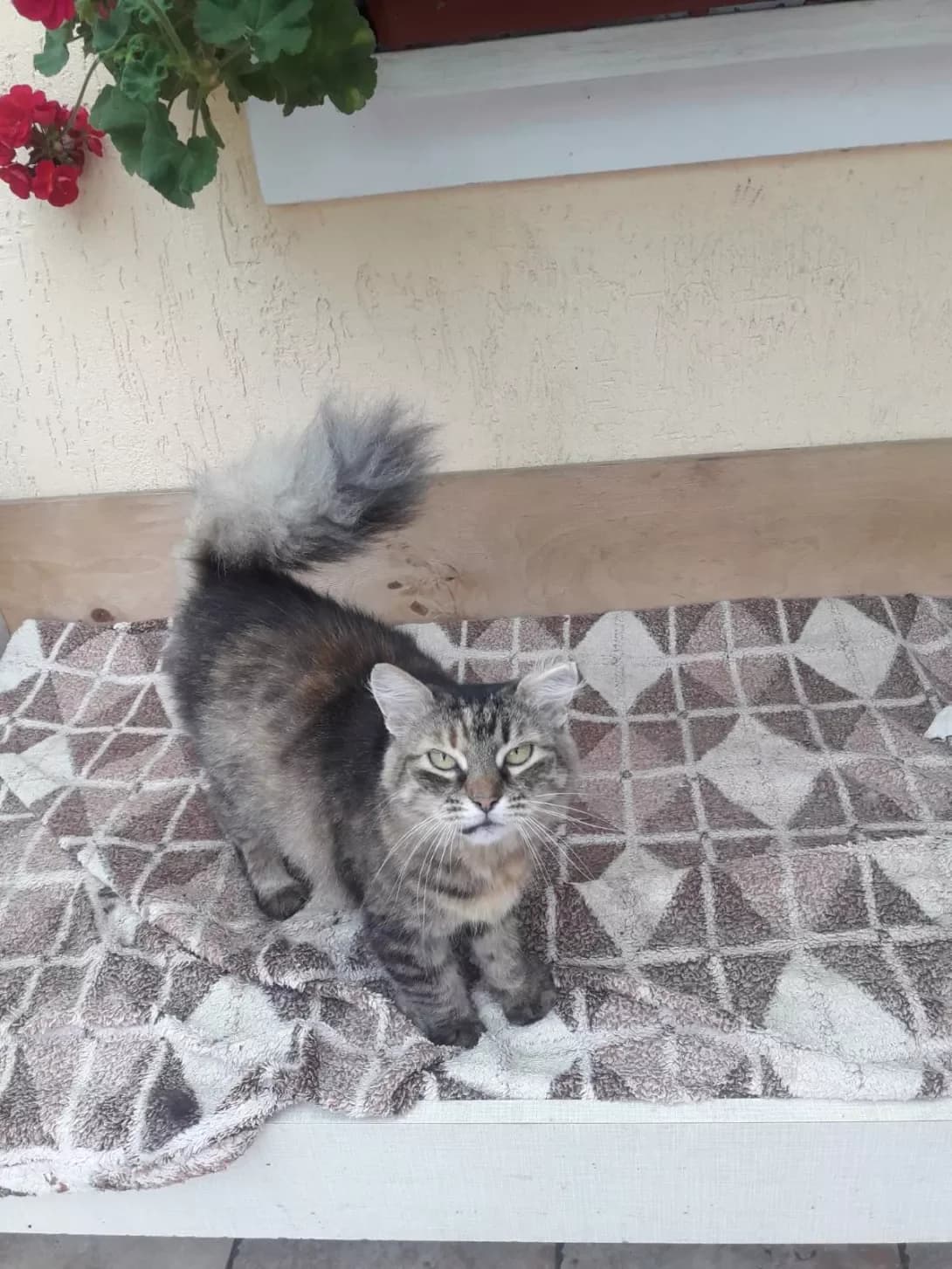 Simba (Сімба), female senior Mixed Breed for adoption at Happy Paw Kyiv Oblast