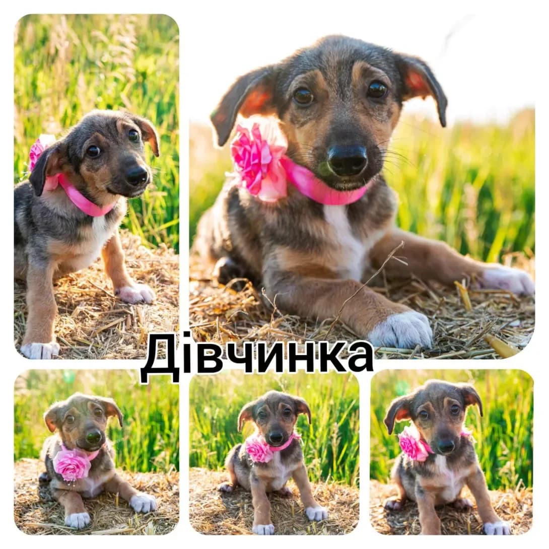 Kelli (Келлі), female 6yo Mixed Breed for adoption at Happy Paw Kyiv Oblast