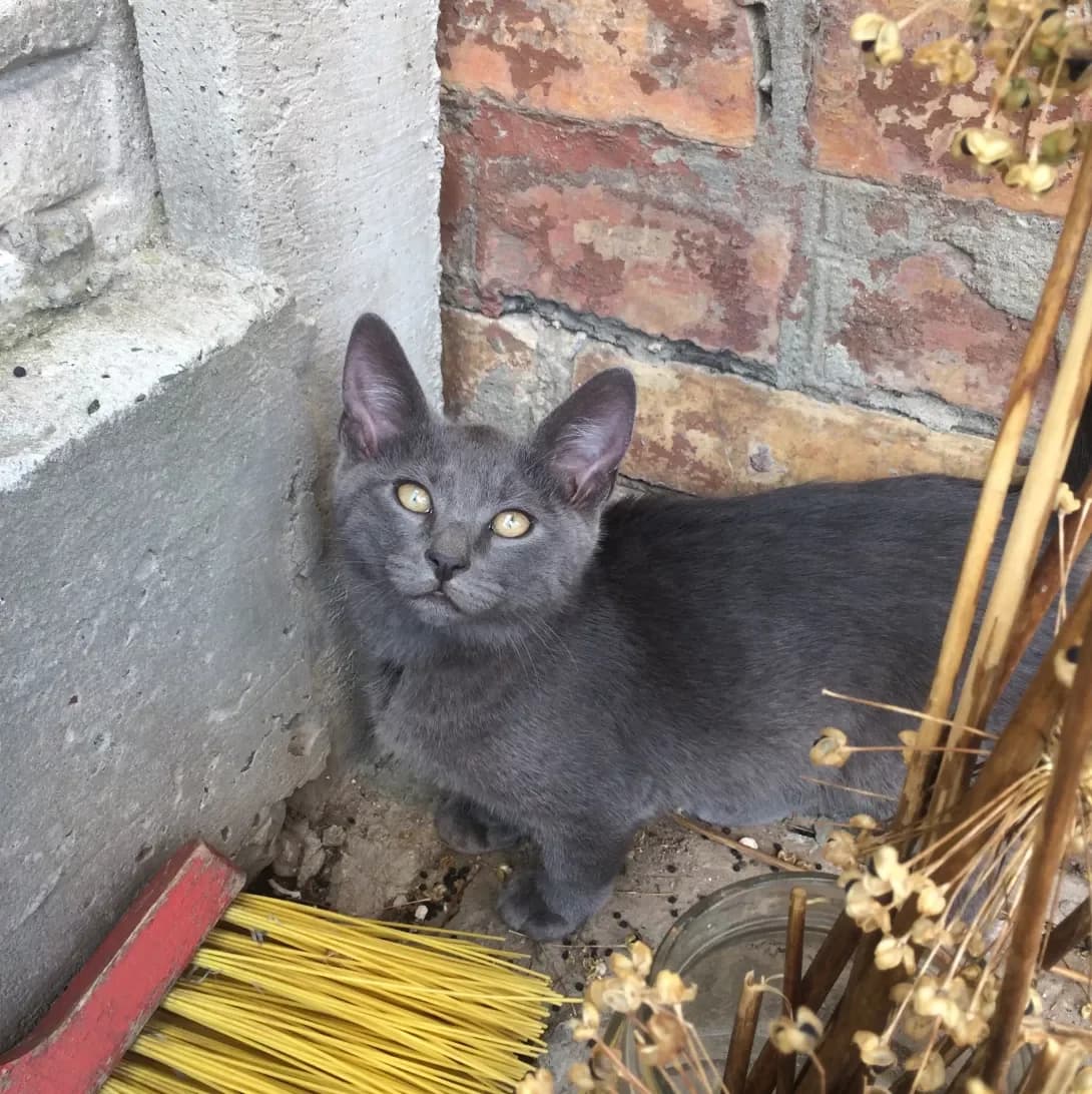 Marsik (Марсік), male 6yo Mixed Breed for adoption at Happy Paw Volyn Oblast