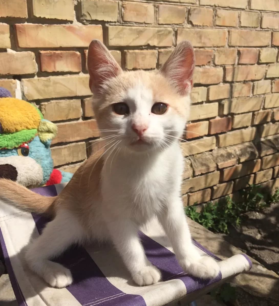 Printsesa (Принцеса), female 6yo Mixed Breed for adoption at Happy Paw Volyn Oblast