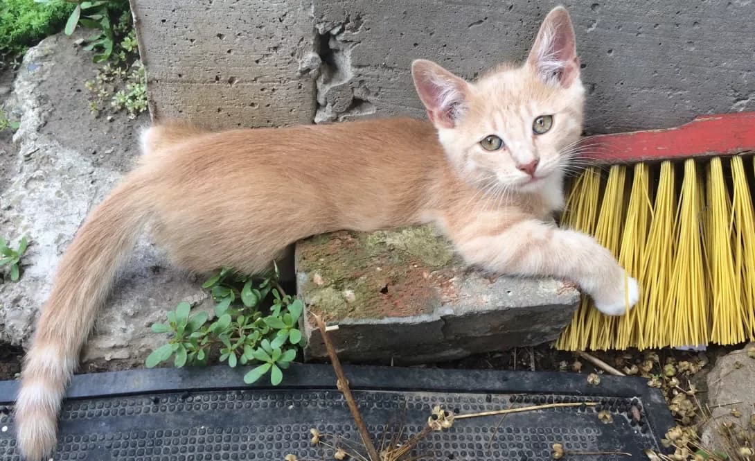 Lapka (Лапка), male 6yo Mixed Breed for adoption at Happy Paw Volyn Oblast