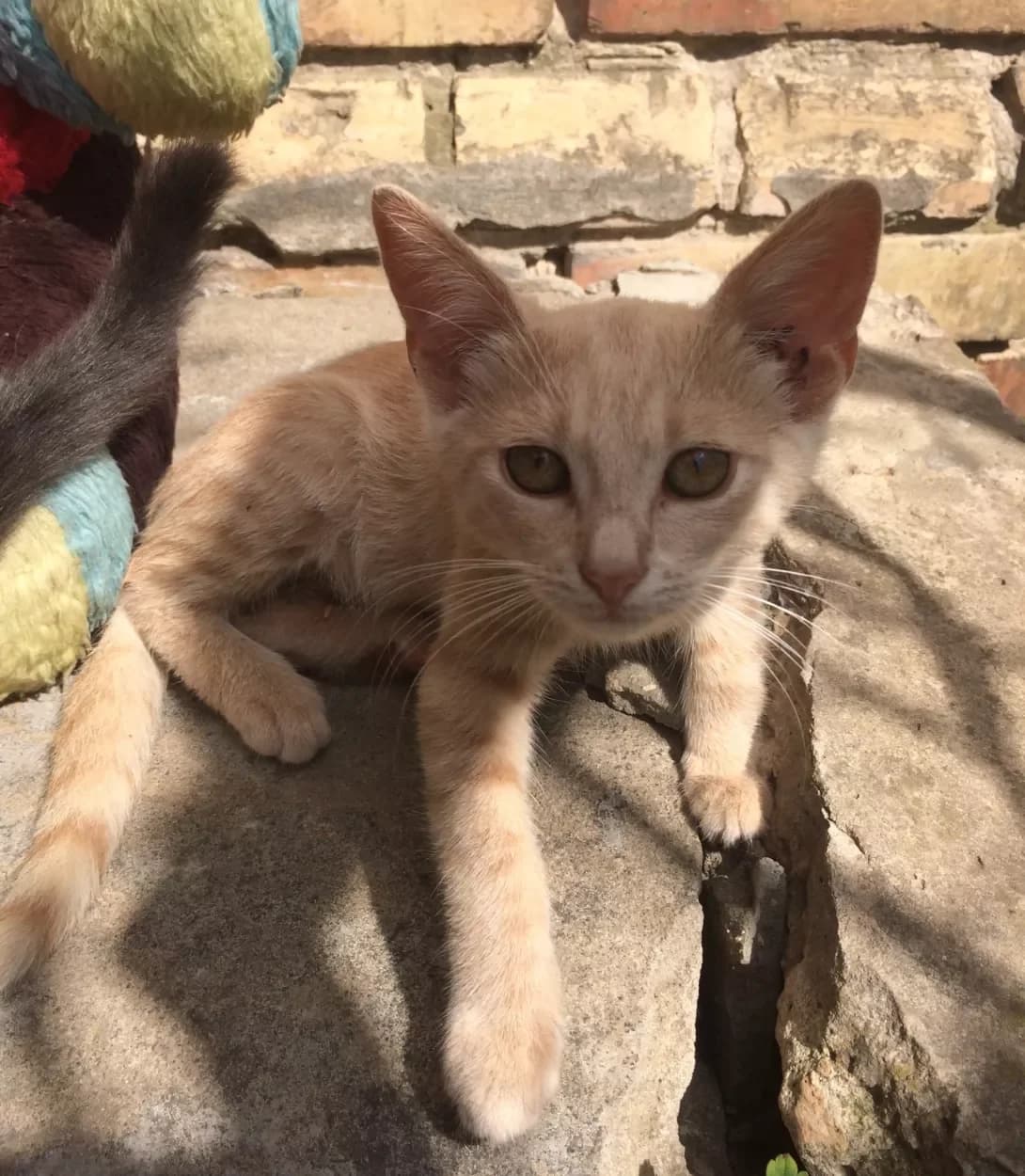 Vesta (Веста), female 6yo Mixed Breed for adoption at Happy Paw Volyn Oblast