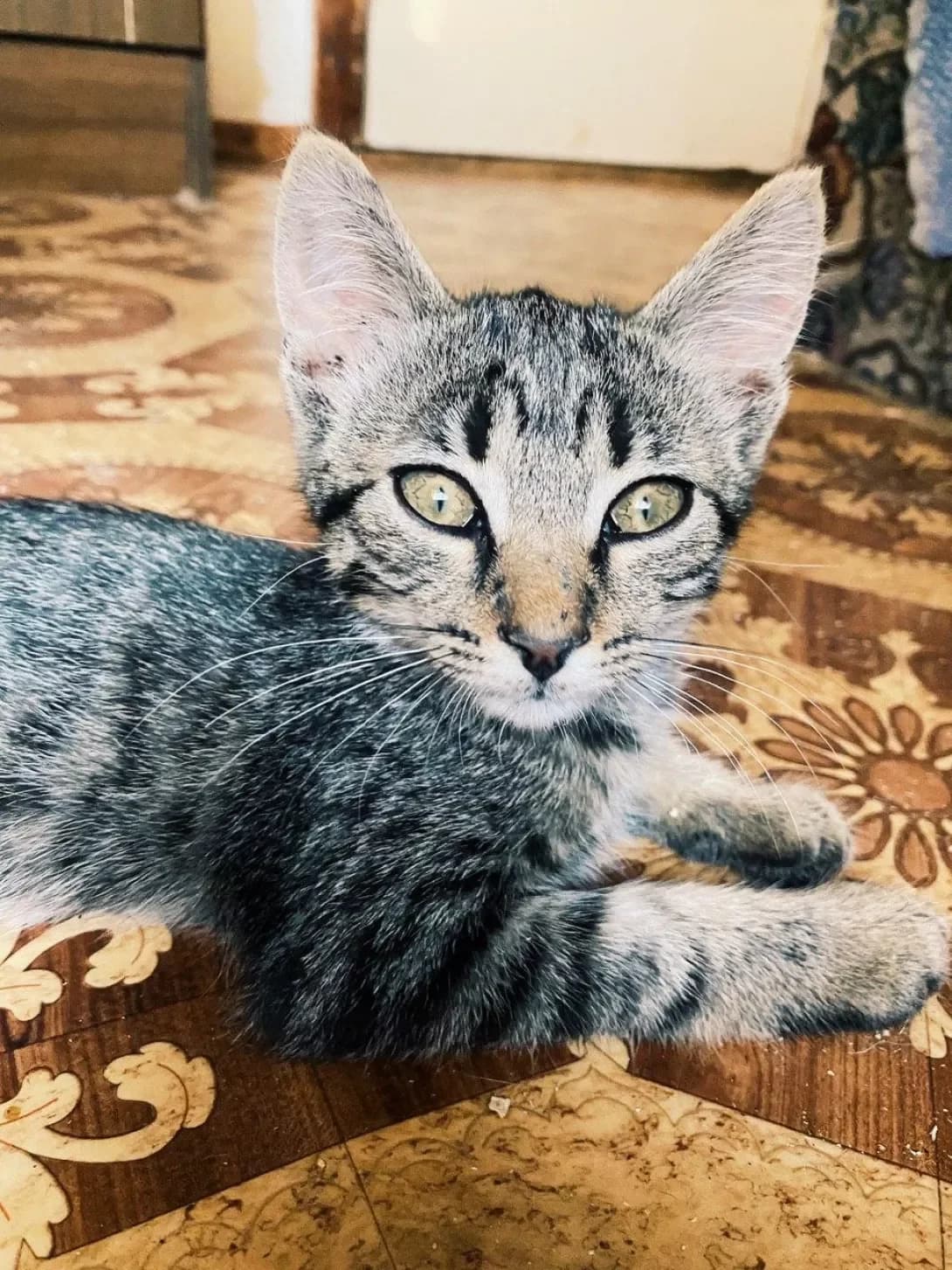 Diego (Диего), male 6yo Mixed Breed for adoption at Happy Paw Zaporizhzhia