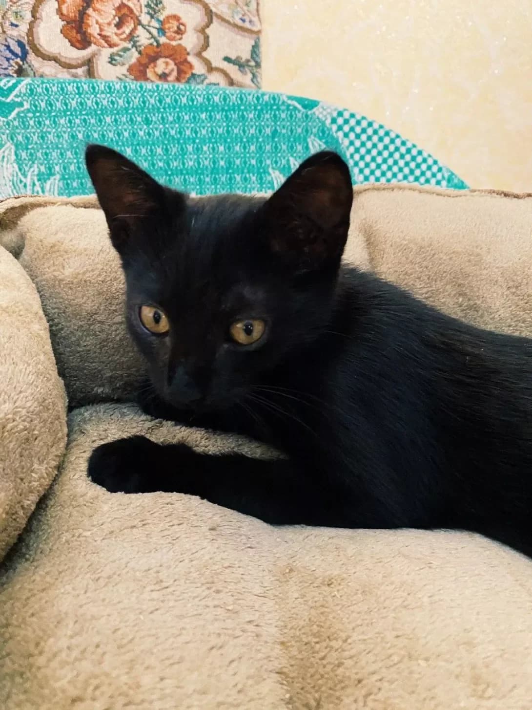 Bagira (Багира), female 6yo Mixed Breed for adoption at Happy Paw Zaporizhzhia