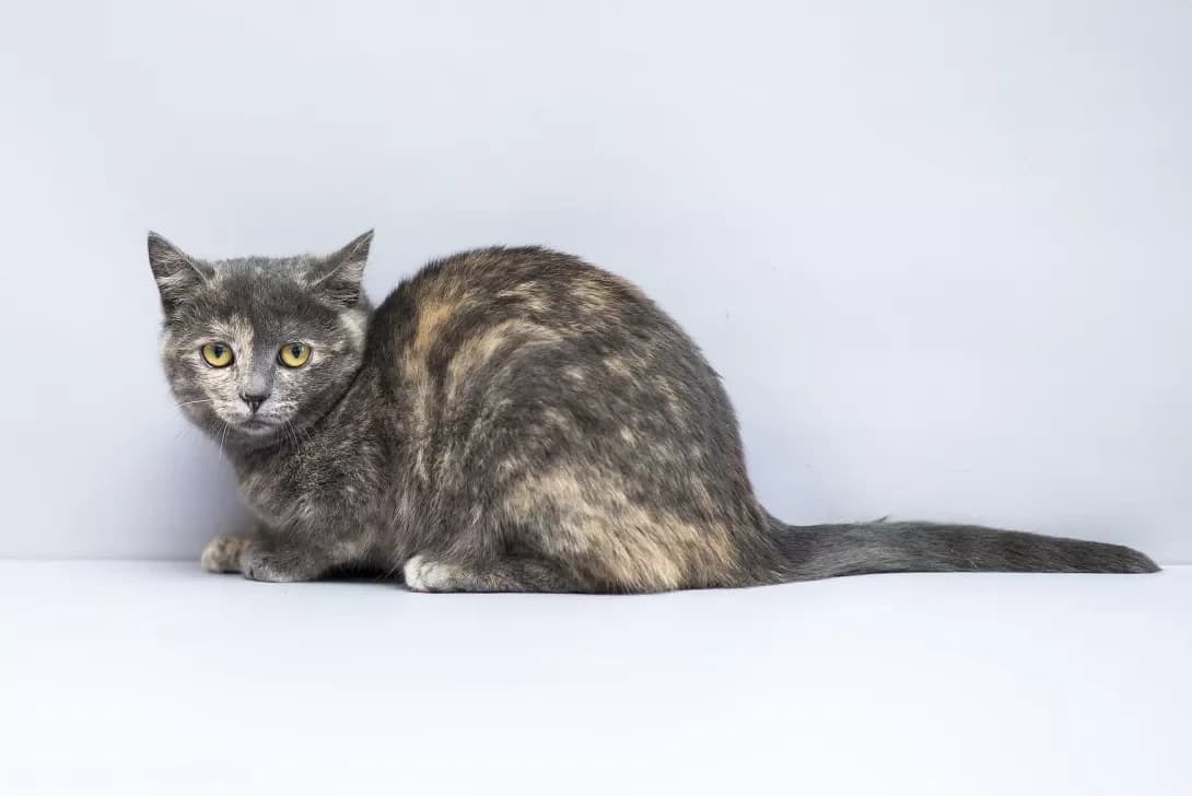 Gemma (Гемма), female 5yo British Shorthair for adoption at Happy Paw Kyiv Oblast