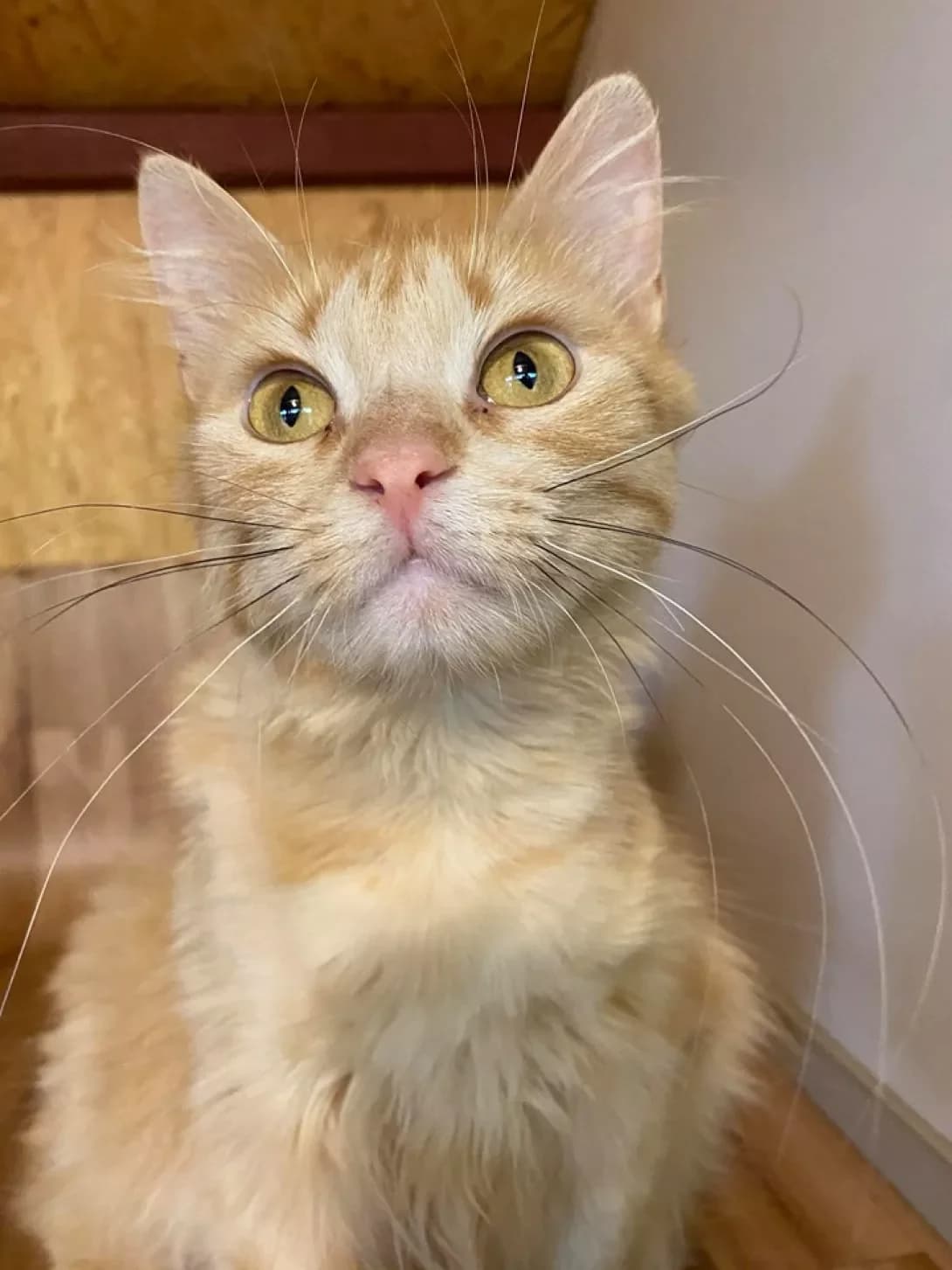 Pansi (Панси), female Mixed Breed for adoption at Happy Paw Dnipro