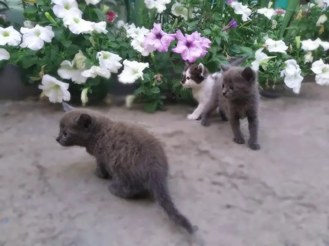 kotyata (котята), male 5yo Mixed Breed for adoption at Happy Paw Sumy Oblast