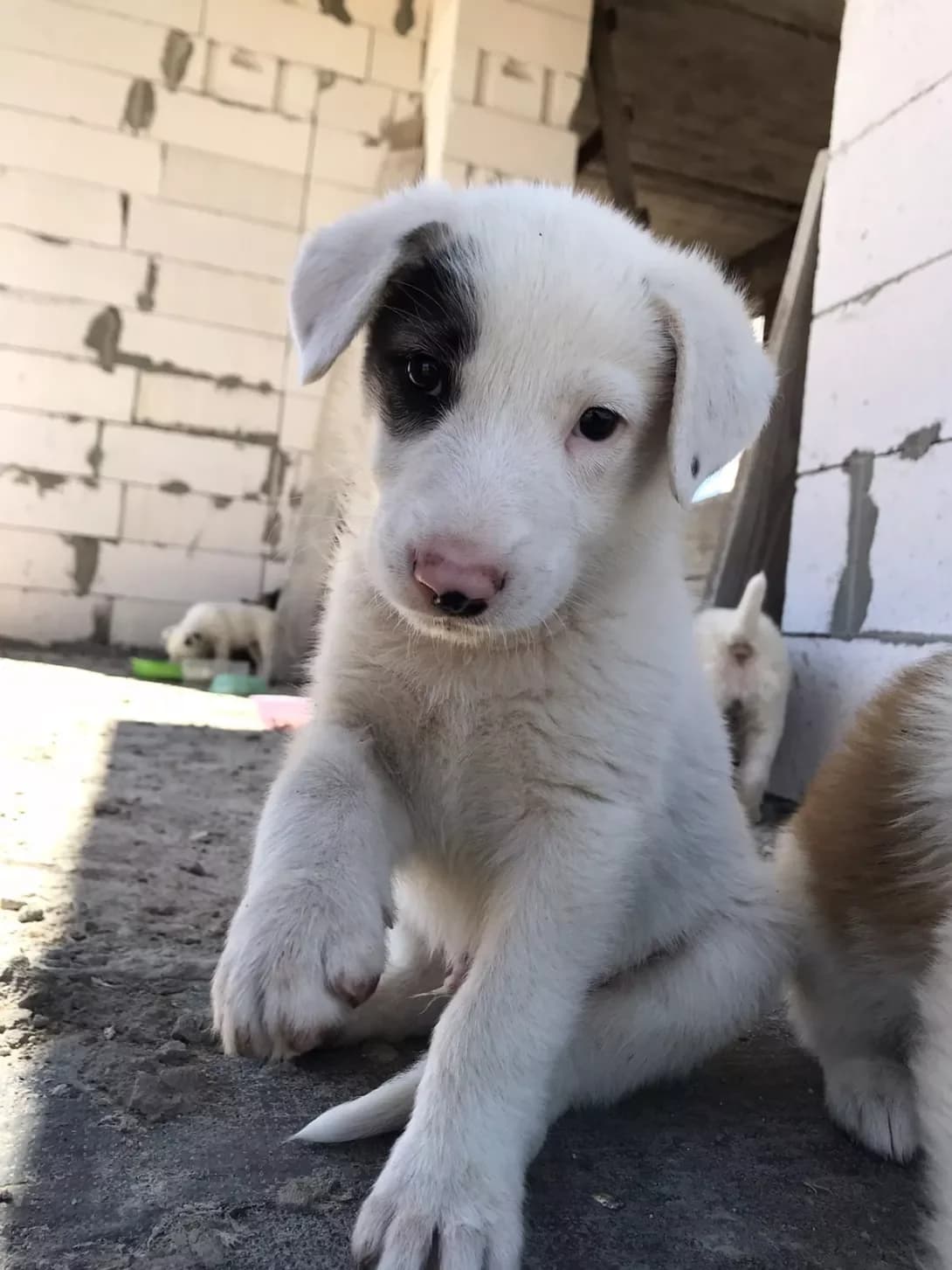 Kokosik (Кокосик), male 5yo Mixed Breed for adoption at Happy Paw Odesa