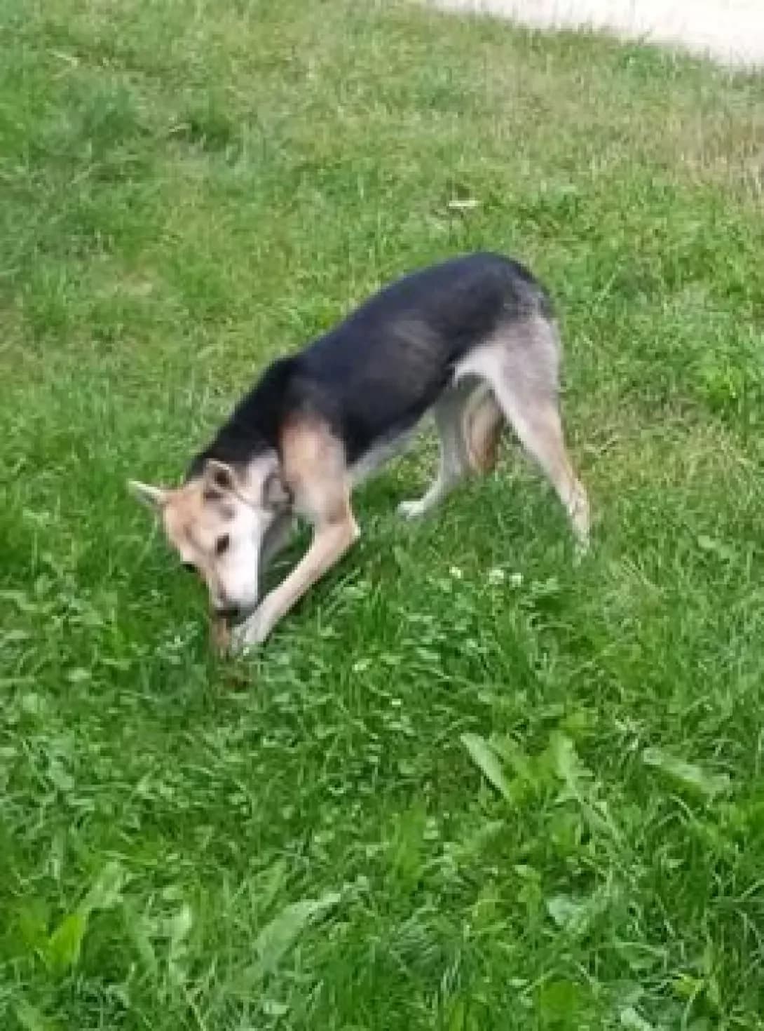 Nayda (Найда), female 6yo Mixed Breed for adoption at Happy Paw Chernihiv Oblast