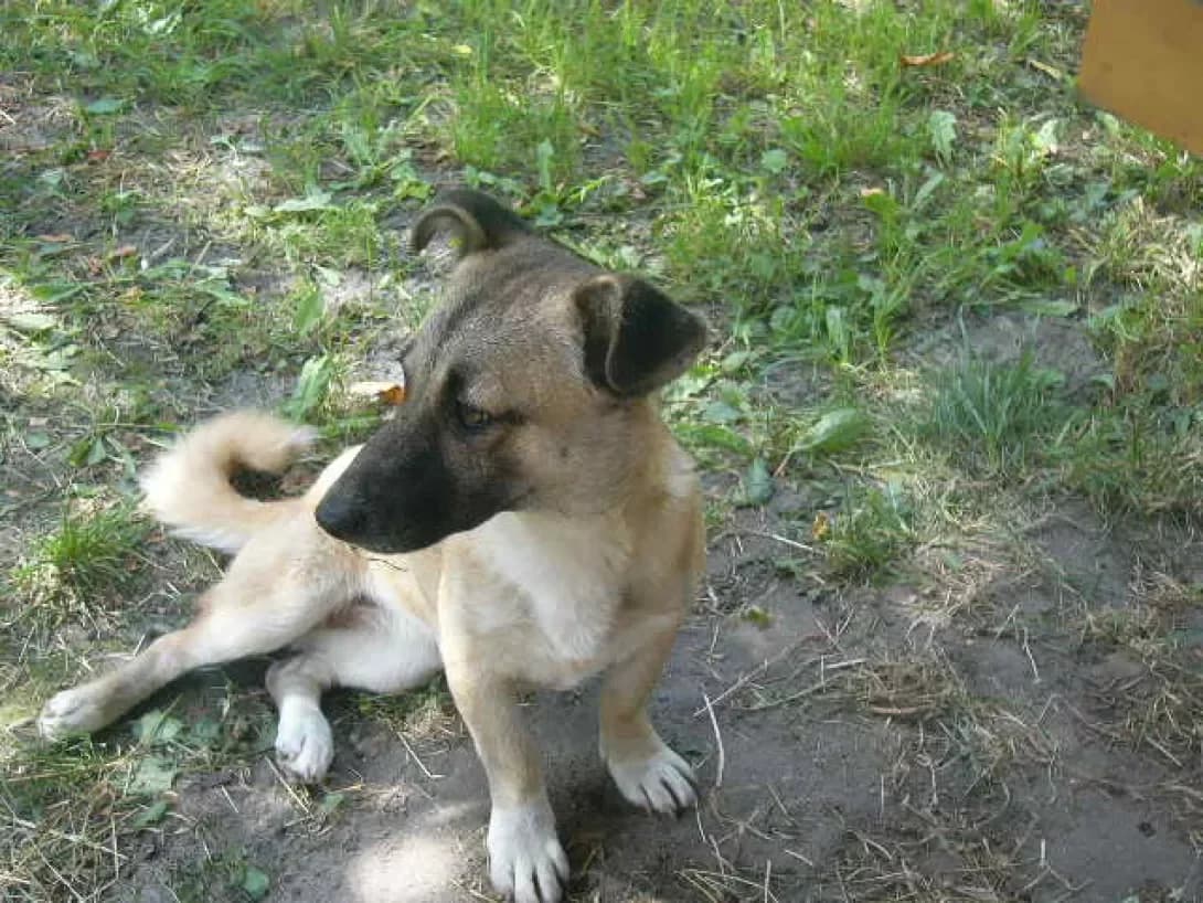 Nayda (Найда), female 5yo Mixed Breed for adoption at Happy Paw Kyiv Oblast
