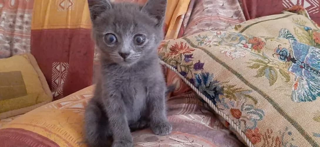 Kitti (Китти), female 5yo Mixed Breed for adoption at Happy Paw Kirovohrad