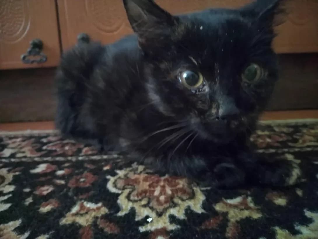 ., female 5yo Mixed Breed for adoption at Happy Paw Chernihiv Oblast