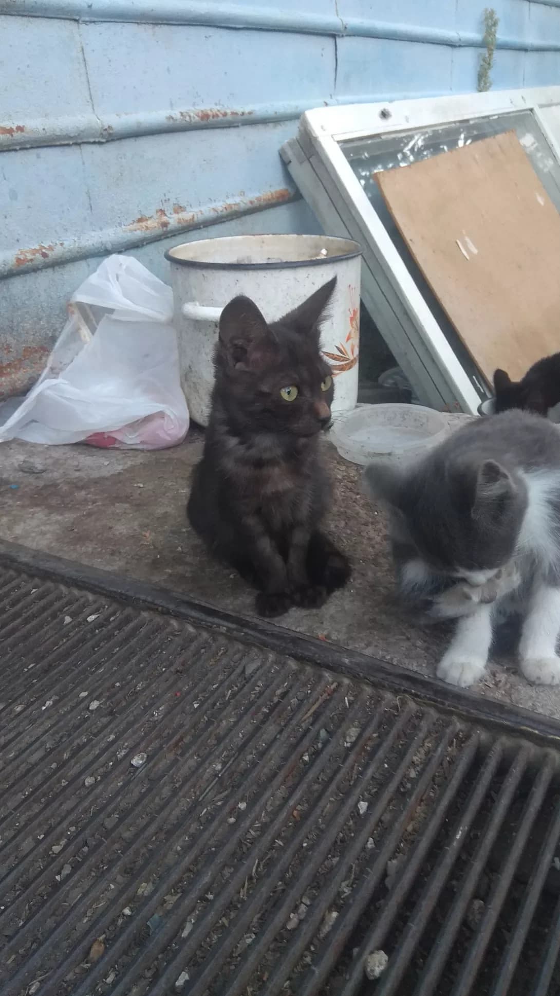 Kotya (Котя), female 6yo Mixed Breed for adoption at Happy Paw Kirovohrad