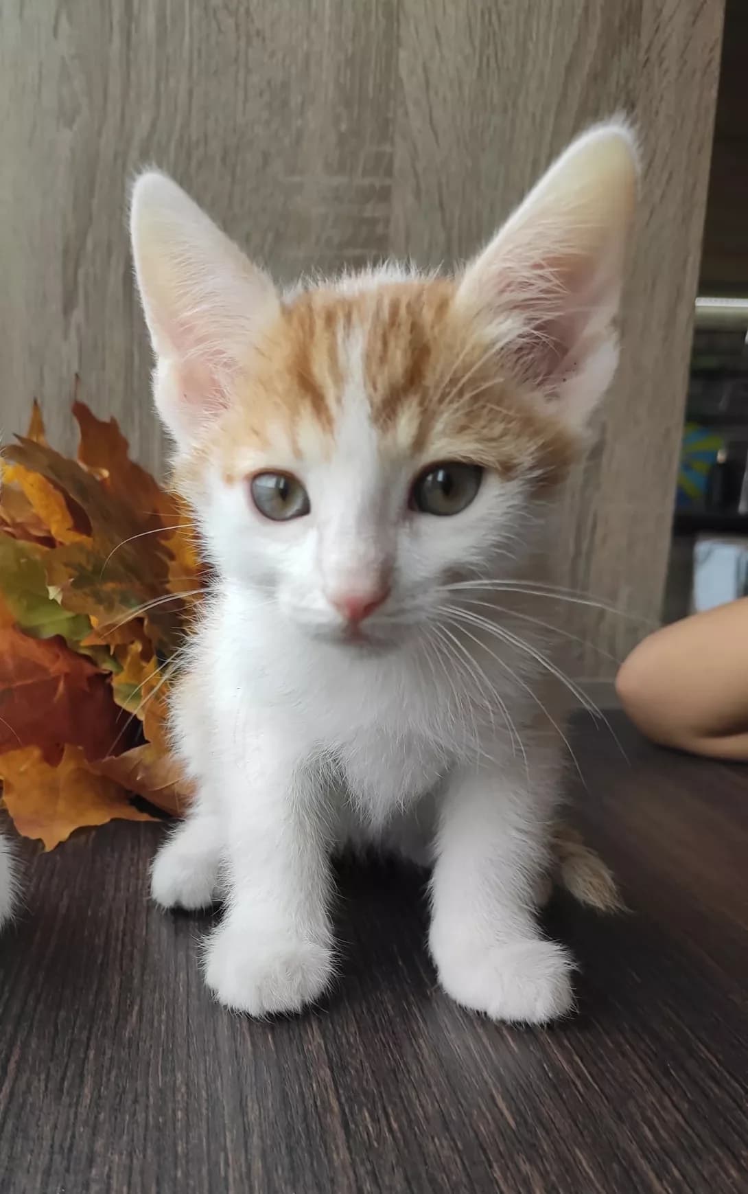 Pups (Пупс), male 5yo Mixed Breed for adoption at Happy Paw Kharkiv