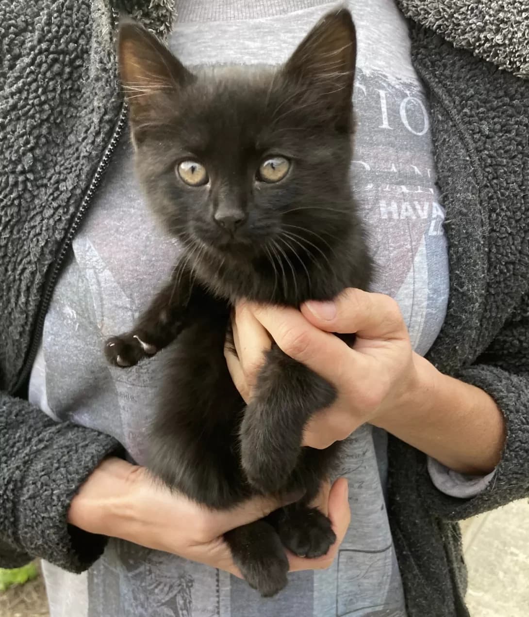 Shusha (Шуша), female 5yo Mixed Breed for adoption at Happy Paw Sumy Oblast