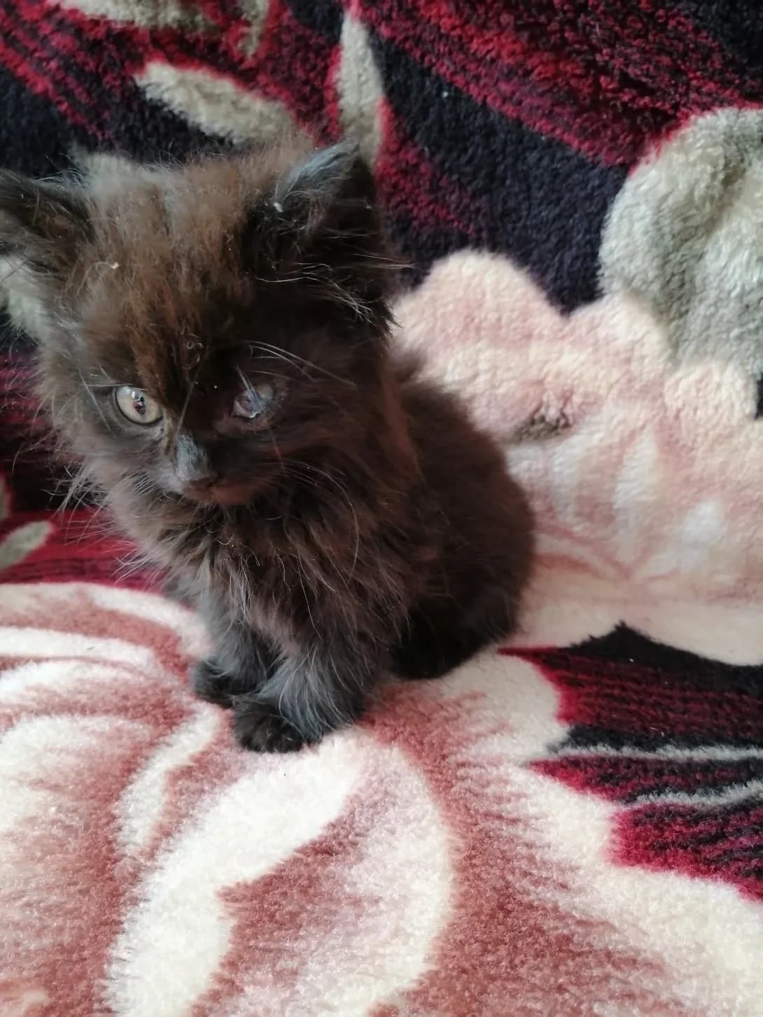 Tom (Том), male 5yo Mixed Breed for adoption at Happy Paw Vinnytsia Oblast