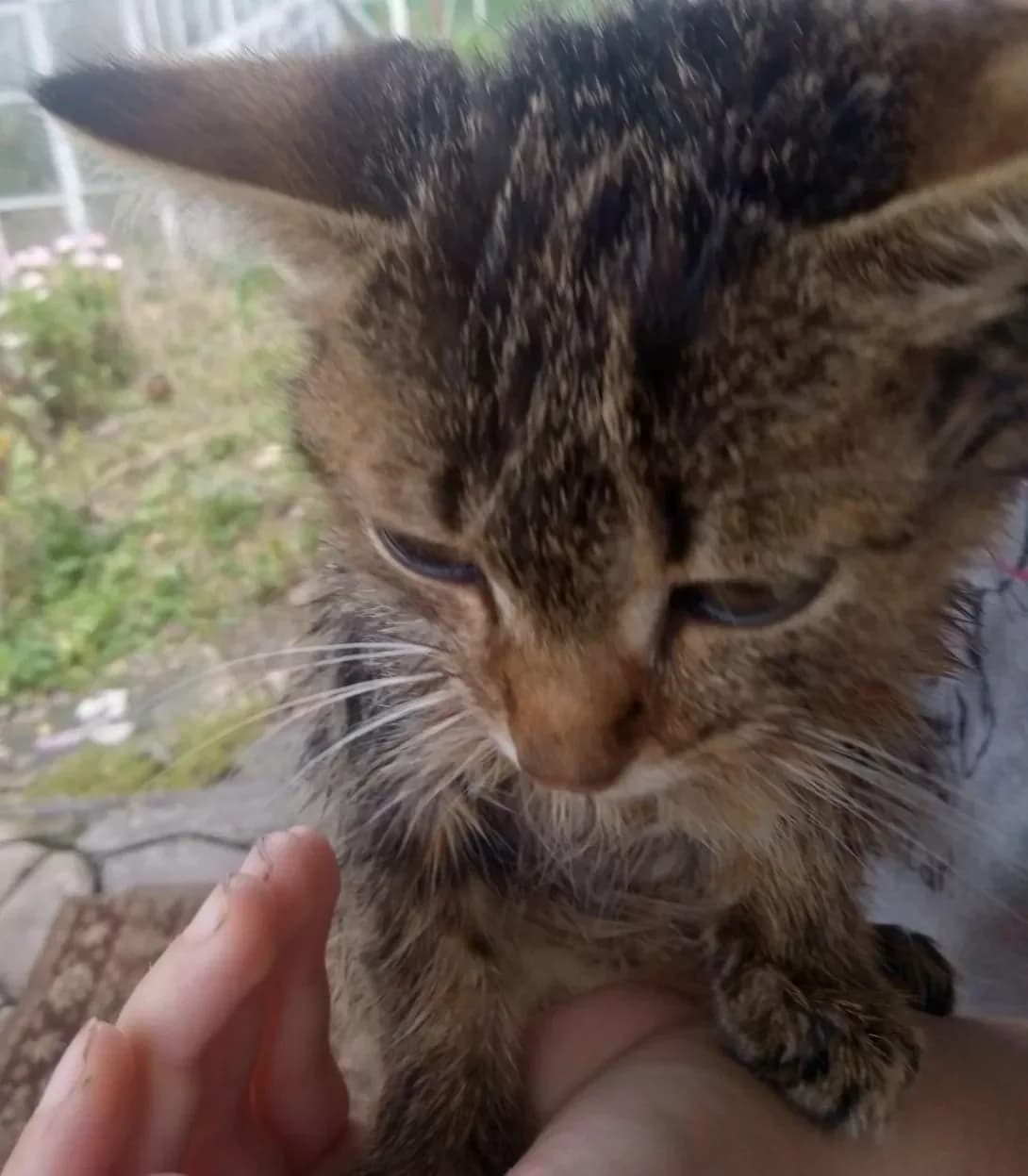 Kuzya (Кузя), male 5yo Mixed Breed for adoption at Happy Paw Zhytomyr Oblast