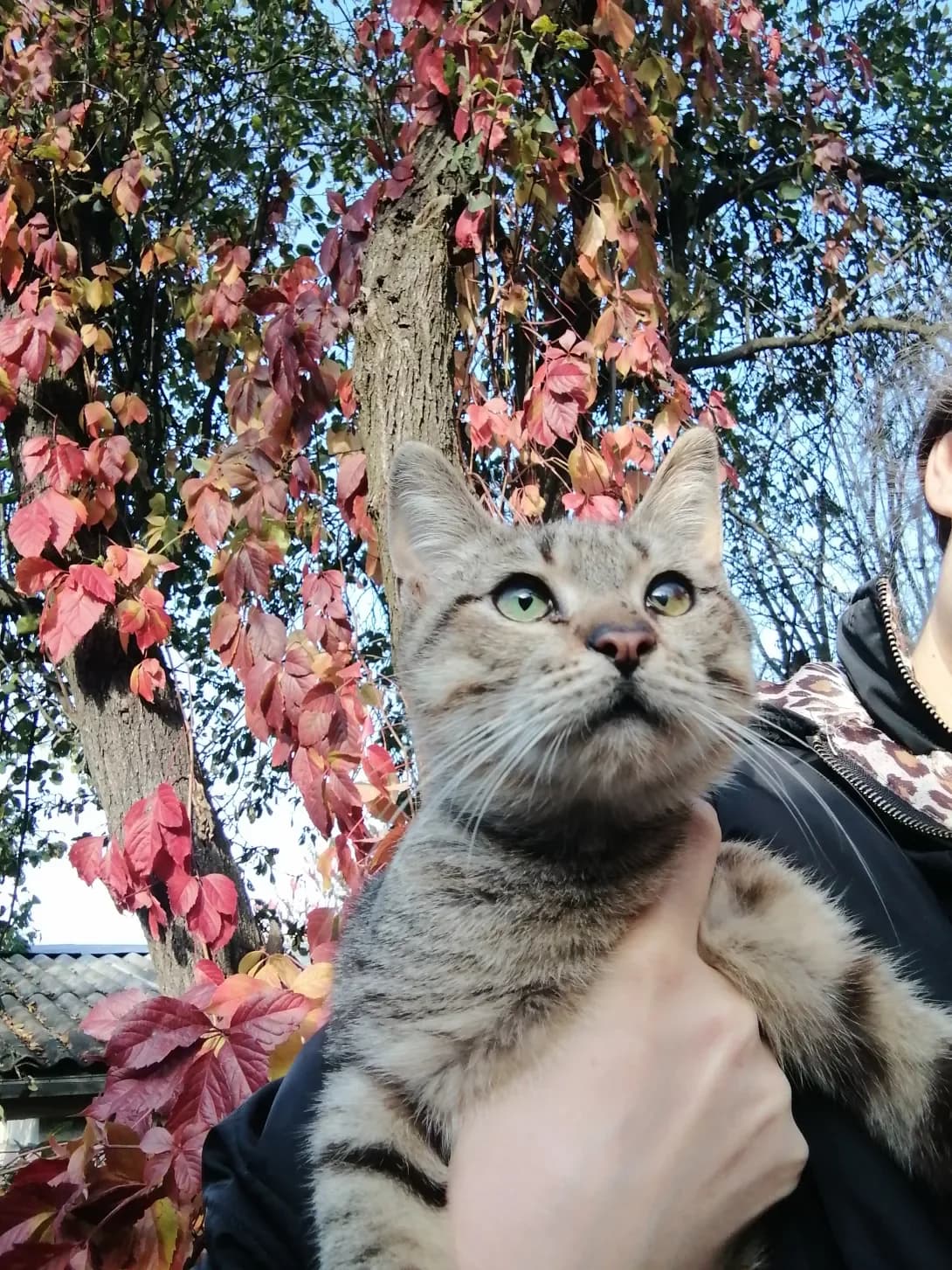 Laki (Лакі), male 6yo Mixed Breed for adoption at Happy Paw Kyiv Oblast