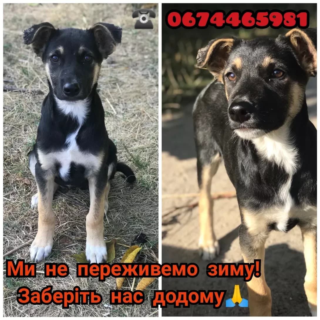 Bonya Sonya (Боня Соня), female 5yo Mixed Breed for adoption at Happy Paw Vinnytsia Oblast