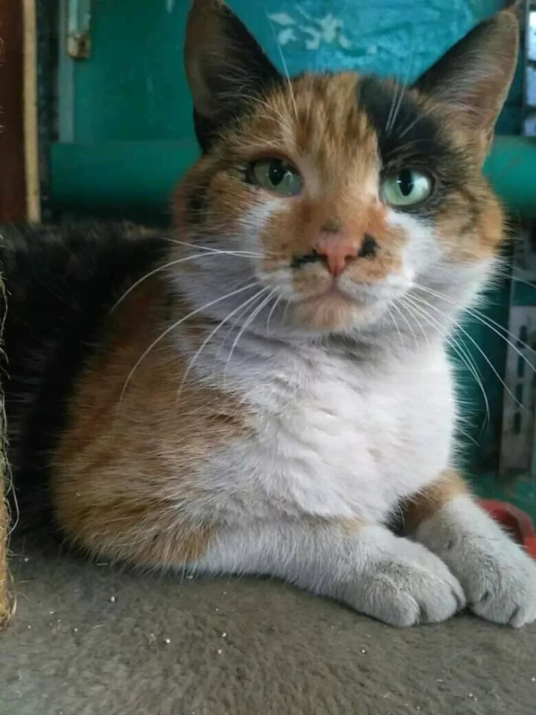 Risya (Рися), female 7yo Mixed Breed for adoption at Happy Paw Kyiv Oblast