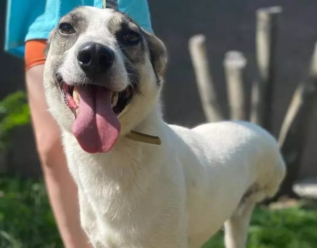 Sharik (Шарик), male 6yo Mixed Breed for adoption at Happy Paw Zaporizhzhia