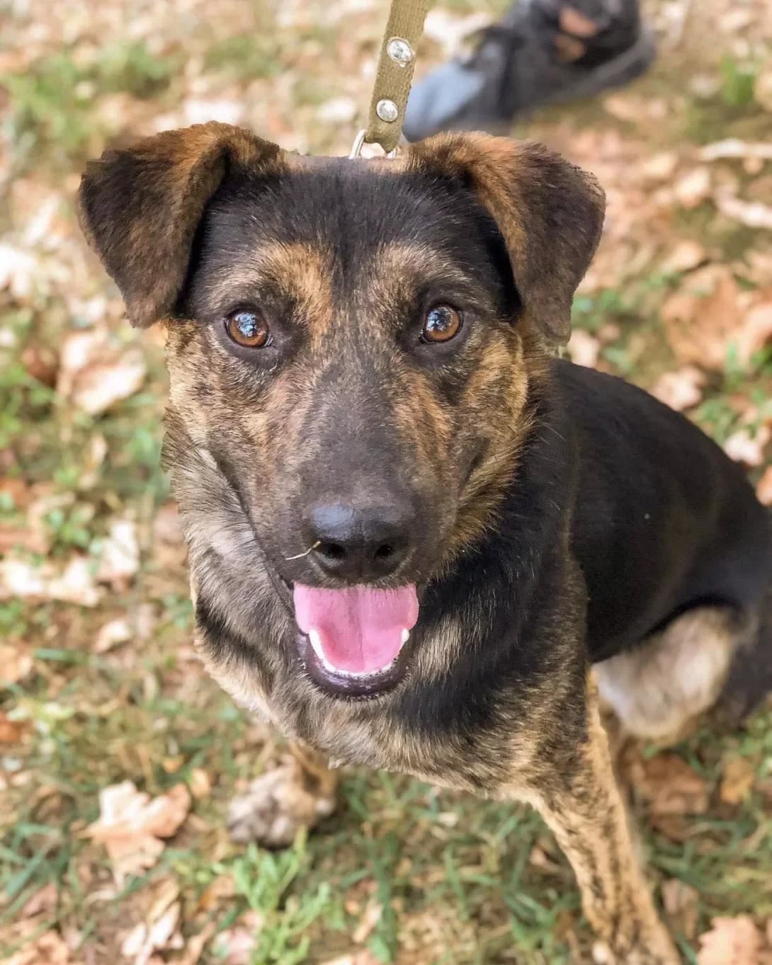 Gosha (Гоша), male 7yo Mixed Breed for adoption at Happy Paw Zaporizhzhia
