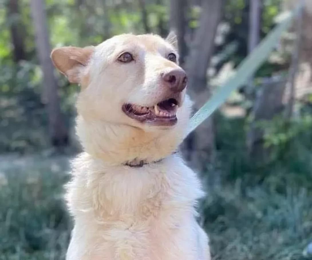 Molli (Молли), female senior Mixed Breed for adoption at Happy Paw Zaporizhzhia