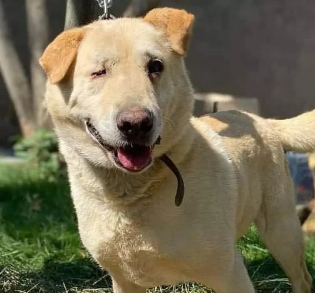 Mishka (Мишка), male senior Mixed Breed for adoption at Happy Paw Zaporizhzhia