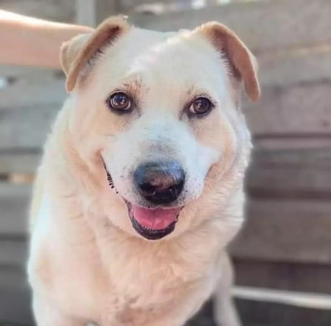 Platon (Платон), male senior Mixed Breed for adoption at Happy Paw Zaporizhzhia