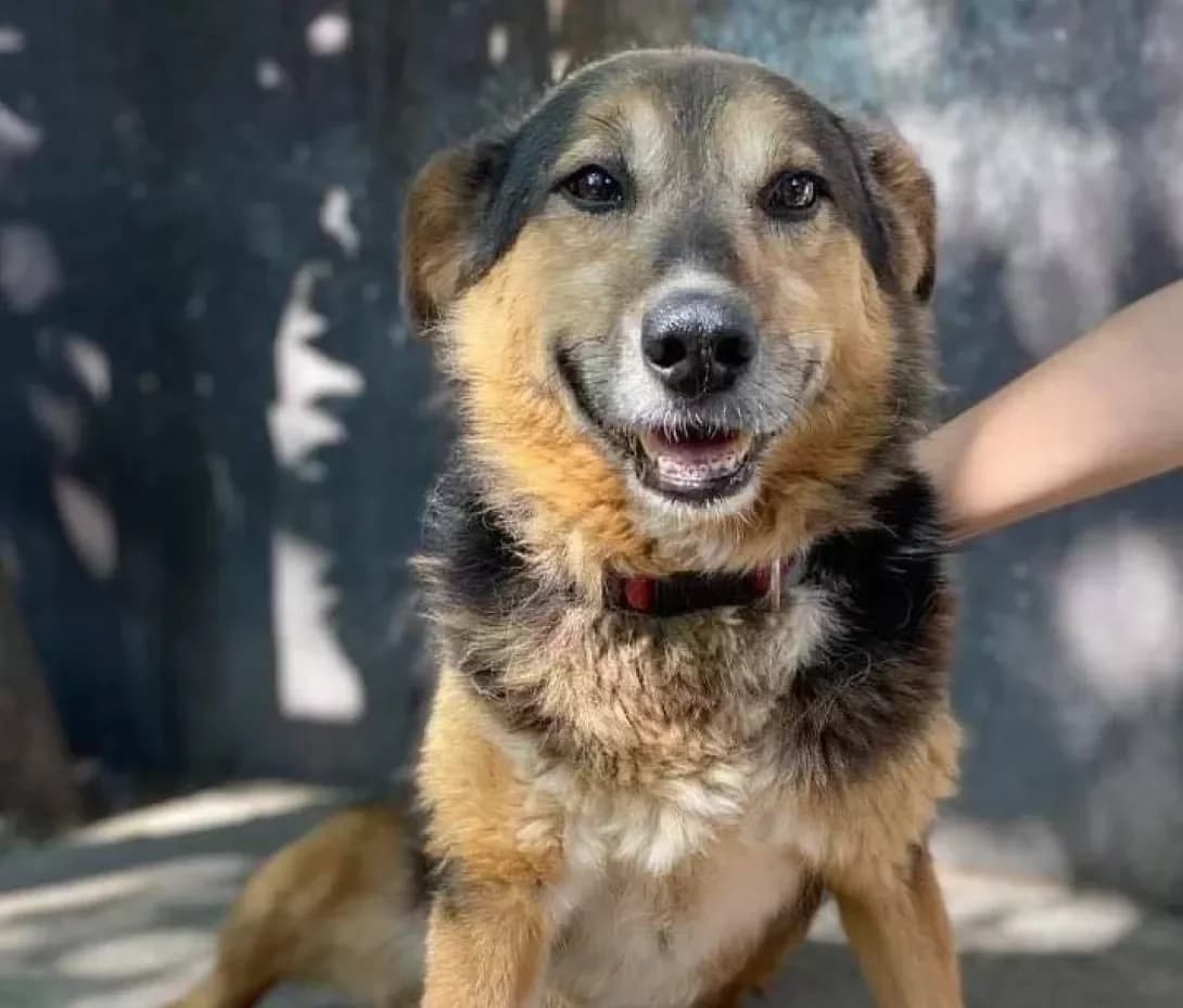 Lasunka (Ласунка), female senior Mixed Breed for adoption at Happy Paw Zaporizhzhia