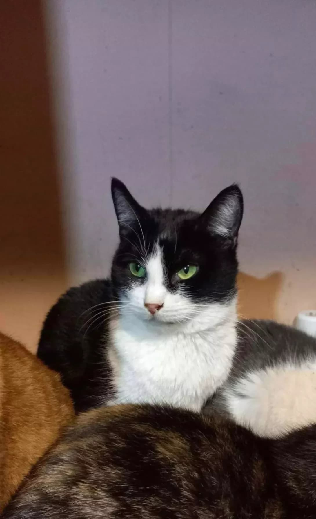 Mila (Мила), female senior Mixed Breed for adoption at Happy Paw Zaporizhzhia