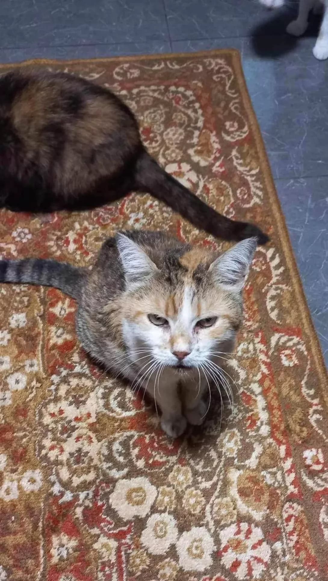 Nyura (Нюра), female senior Mixed Breed for adoption at Happy Paw Zaporizhzhia