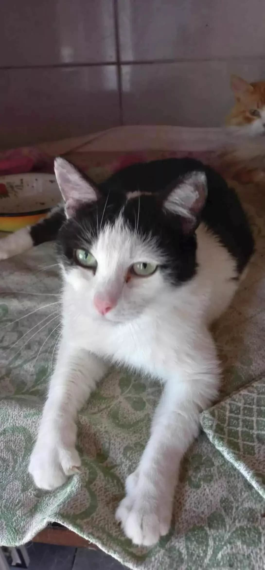 Olenenok (Олененок), female senior Mixed Breed for adoption at Happy Paw Zaporizhzhia