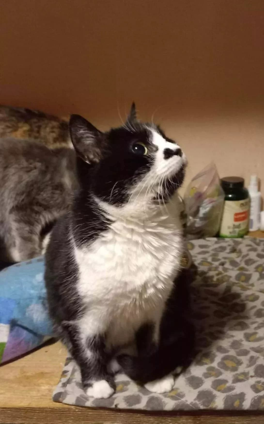 Musya (Муся), female senior Mixed Breed for adoption at Happy Paw Zaporizhzhia