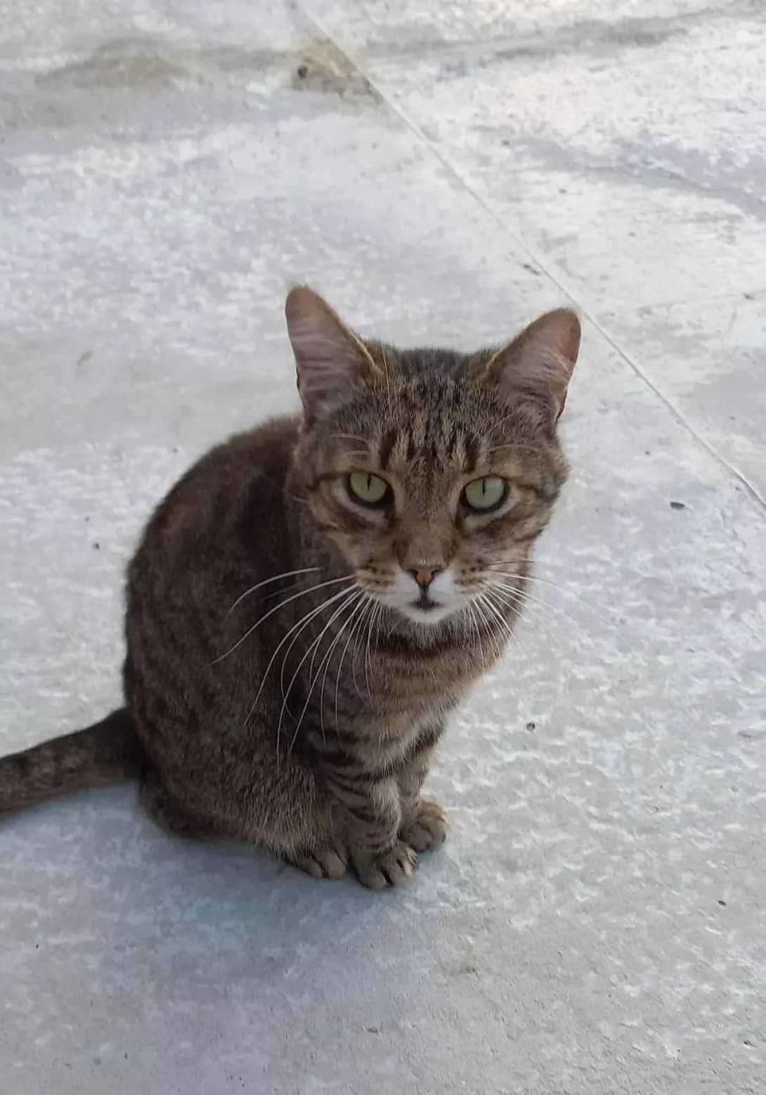 Barmaley (Бармалей), male senior Mixed Breed for adoption at Happy Paw Zaporizhzhia