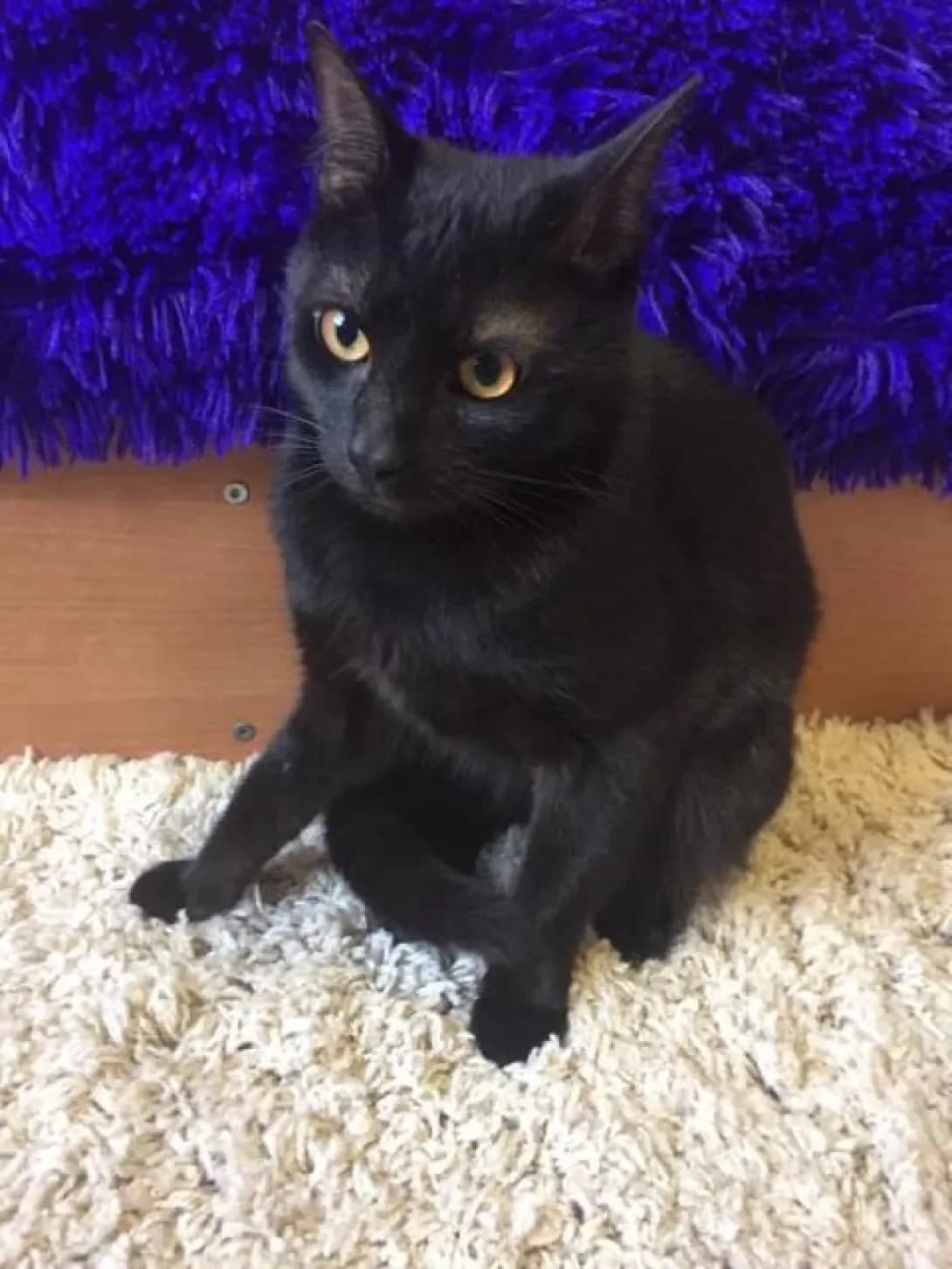 Tsezar (Цезарь), male senior Mixed Breed for adoption at Happy Paw Zaporizhzhia