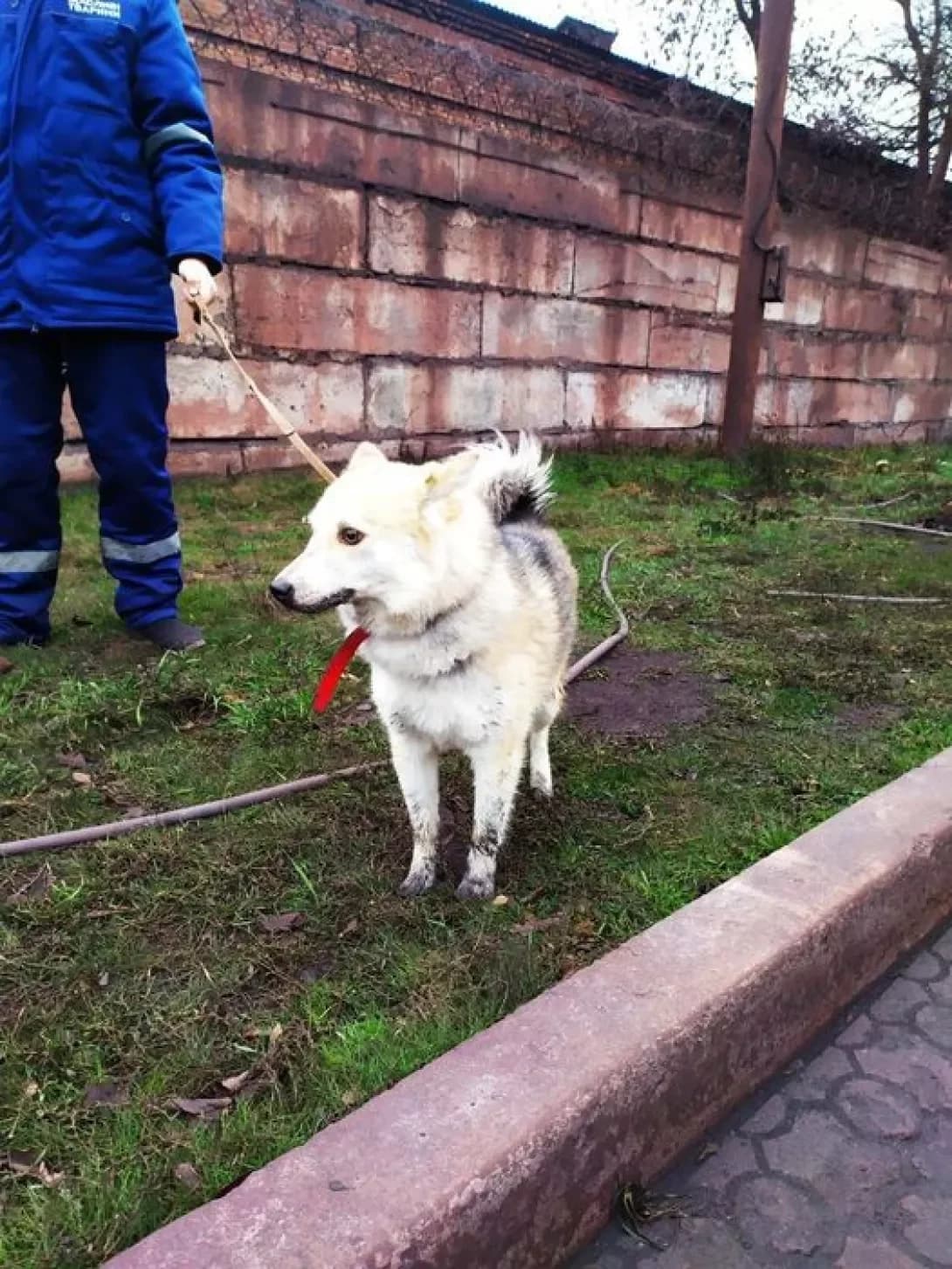 Zara (Зара), female 7yo Mixed Breed for adoption at Happy Paw Donetsk Oblast