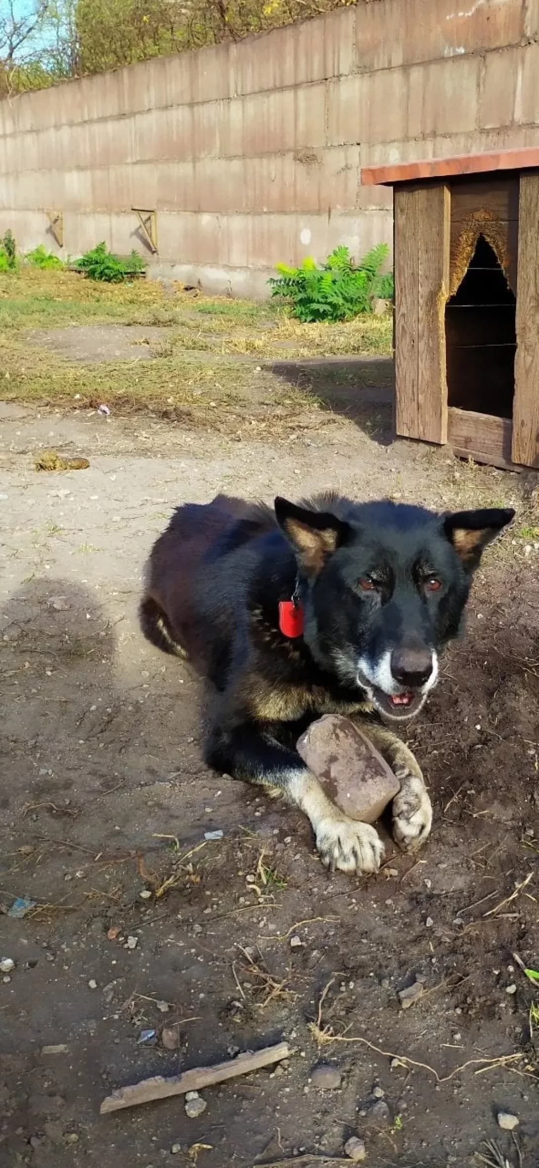 Tuya (Туя), female senior Mixed Breed for adoption at Happy Paw Donetsk Oblast