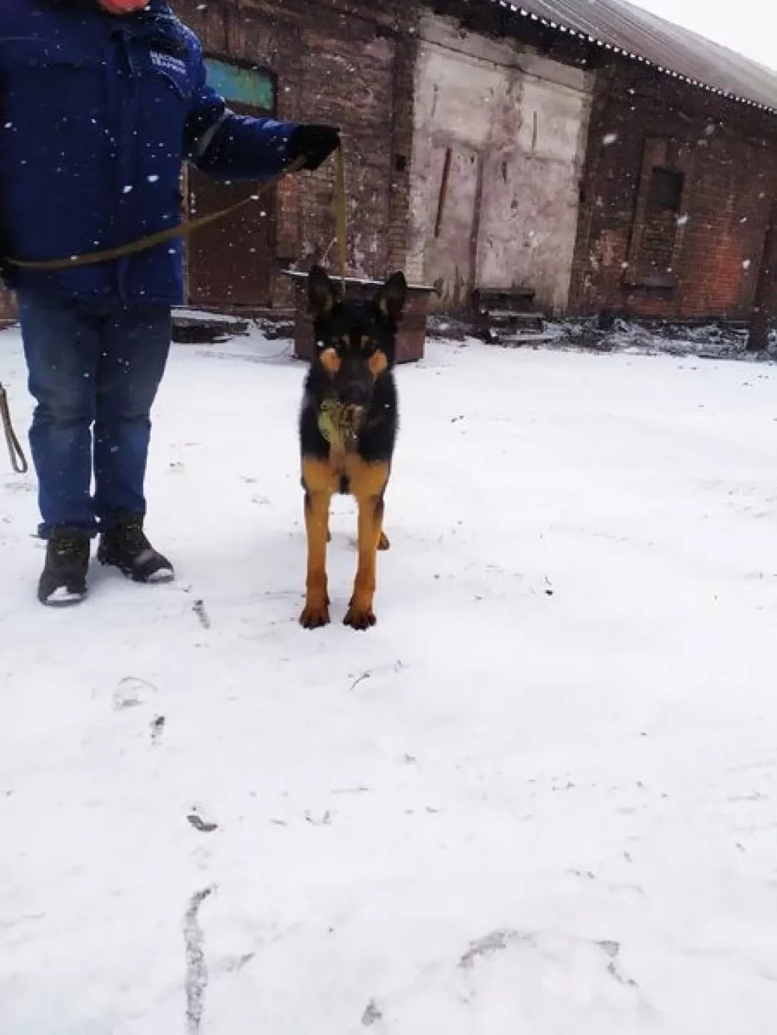 Chara (Чара), female 7yo Mixed Breed for adoption at Happy Paw Donetsk Oblast