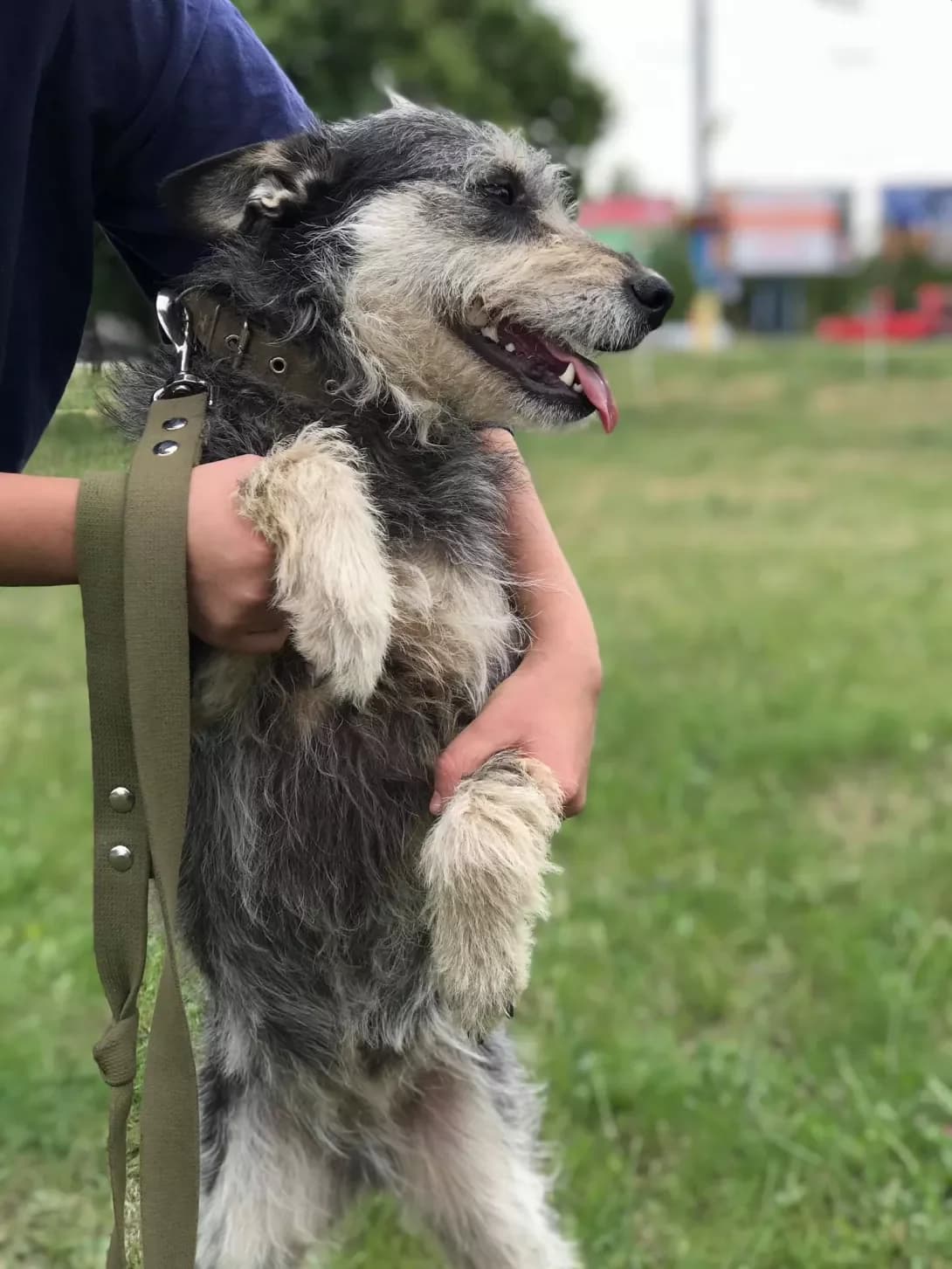 Kasya (Кася), female 7yo Mixed Breed for adoption at Happy Paw Zaporizhzhia