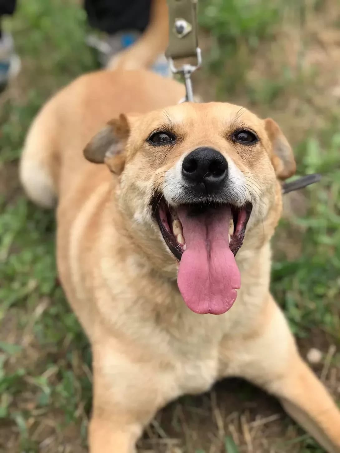 Eva (Ева), female senior Mixed Breed for adoption at Happy Paw Zaporizhzhia